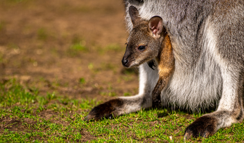 2024 Wallaby Dr Ywp 1