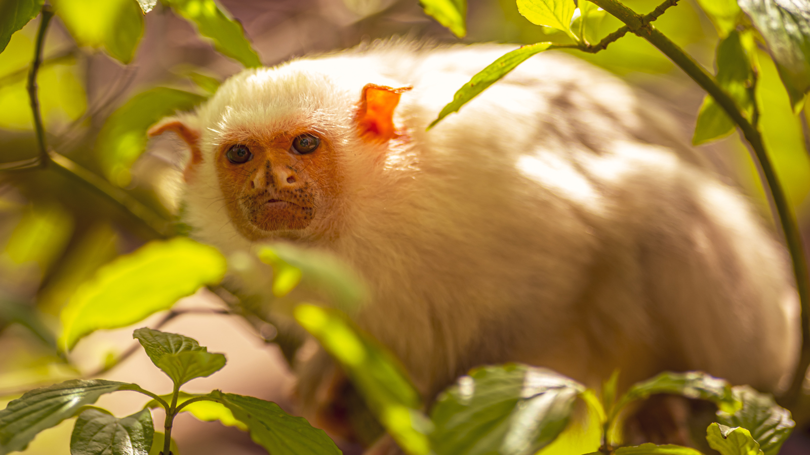2024 Silvery Marmoset Dr Ywp 1