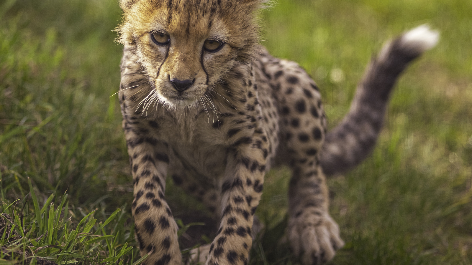 2024 Cheetah Territory Dr Ywp 236