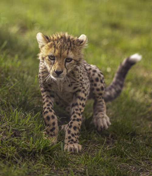 2024 Cheetah Territory Dr Ywp 236