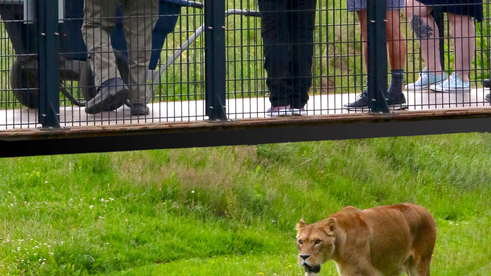 Lion Feed